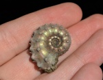 Kosmoceras gemmatum
