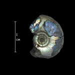 Garniericeras