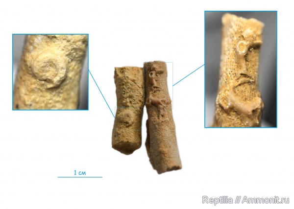 мшанки, Гжель, Aulopora, Microconchida, обрастание, Epizoans