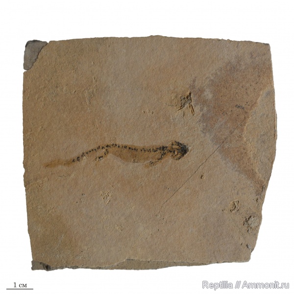 пермь, Германия, нижняя пермь, Branchiosaurus, стегоцефалы, Пфальц, Permian