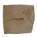 Branchiosaurus