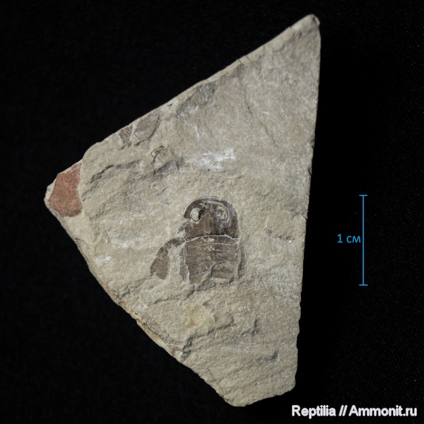 ракоскорпионы, Eurypterus