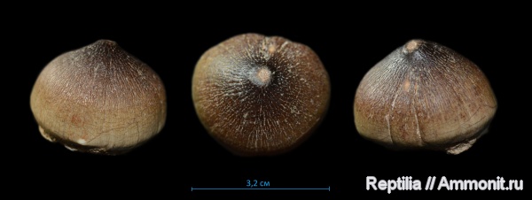 мозазавры, Globidens, Mosasauridae