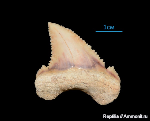 Palaeocarcharodon