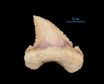 Palaeocarcharodon orientalis