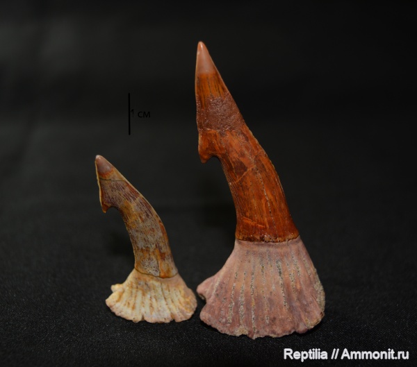 мел, скаты, сеноман, Onchopristis, Onchopristis numidus