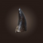 Зуб крупной амфибии Eryops sp.