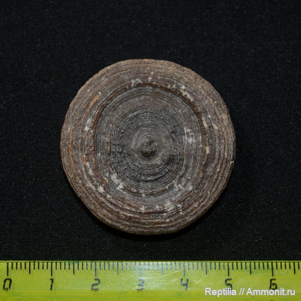 мел, Марокко, Cyclolites