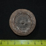 Марокканский коралл Cyclolites