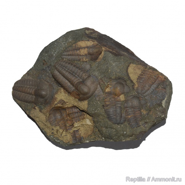 трилобиты, Чехия, Ellipsocephalus, Ellipsocephalus hoffi