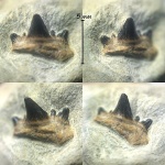 Ctenacanthiformes