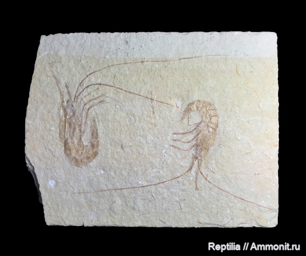 креветки, Carpopenaeus