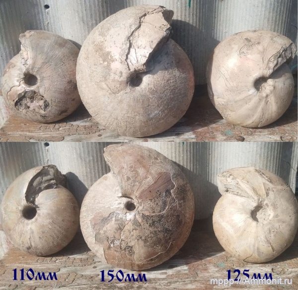 аммониты, Cadochamoussetia, Cadochamoussetia subpatruus, Cadochamoussetia surensis