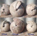 Аммониты