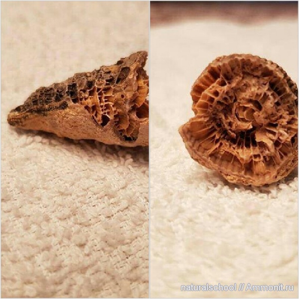Rugosa, Ланьшинский карьер