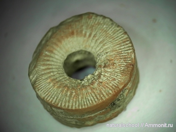 Crinoidea, Ланьшинский карьер