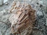 Syringopora