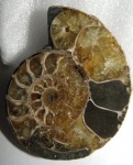 Аммонит Cleoniceras
