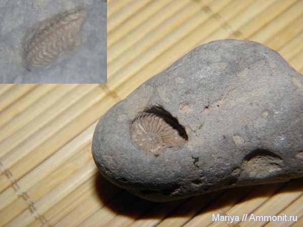 аммониты, Amoeboceras, Ивановская область