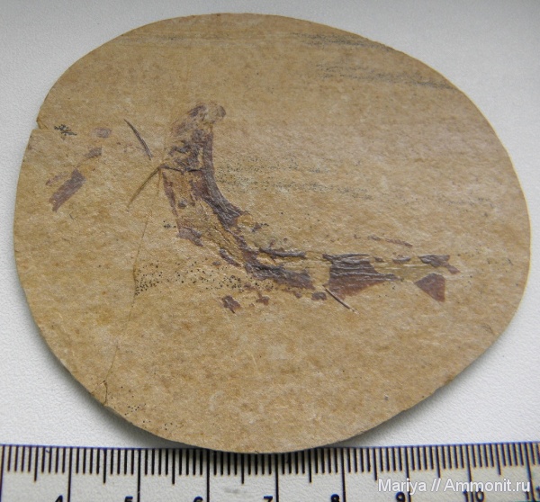 Красноярский край, акантоды, Acanthodes