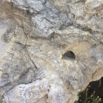 Chaetetes