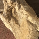 Chaetetes