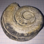 Гастропода Euomphalus marginatus