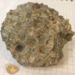 Petalaxis sp.