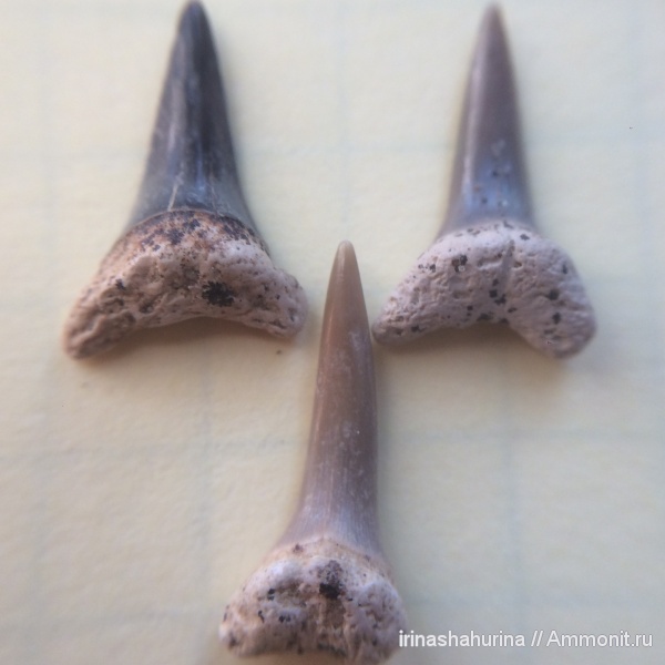 мел, мезозой, Eostriatolamia, верхний мел, сеноман, зубы акул, Lamniformes, Шацк, Малый Пролом, Cenomanian, shark teeth, sharks
