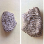 фрагмент зубной пластины химеры Edaphodontidae