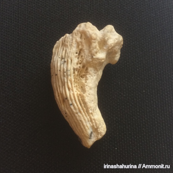 кораллы, средний карбон, Aulopora macrostoma, московский ярус, Pseudotimania, каширский горизонт