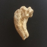 Pseudotimania