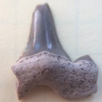 Cretolamna catoxodon