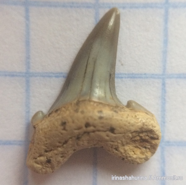 мел, мезозой, верхний мел, сеноман, Шацк, Малый Пролом, Cenomanian, shark teeth, sharks