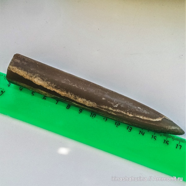белемниты, belemnites