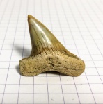 Крупный боковой зуб Cretoxyrina denticulata