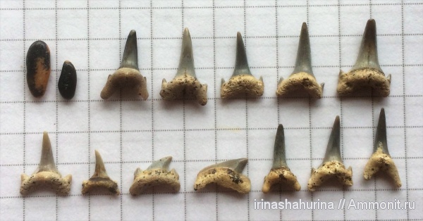 мел, Palaeoanacorax, Eostriatolamia, Cretalamna, сеноман, Archaeolamna, Pycnodontiformes, Шацк, Малый Пролом, Cenomanian, shark teeth, sharks