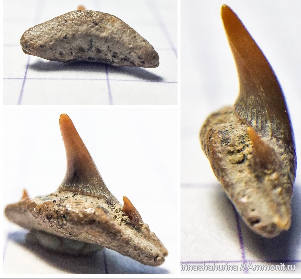 мел, сеноман, Synechodus, Synechodontiformes, Шацк, Малый Пролом, Synechodus dubrisiensis, shark teeth, sharks