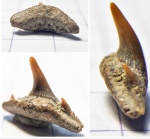 Зуб Synechodus cf. dubrisiensis (MACKIE 1863)
