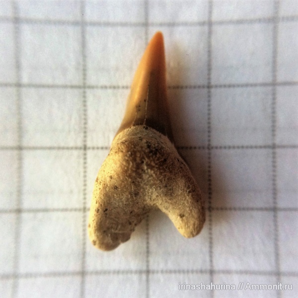 мел, мезозой, верхний мел, сеноман, Cretoxyrhina denticulata, симфизные зубы, Шацк, Малый Пролом, shark teeth, sharks