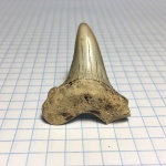 Крупный зуб Cretoxyrhina denticulata