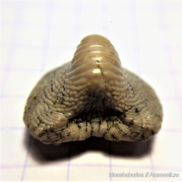 мел, сеноман, Ptychodus, Шацк, Малый Пролом, shark teeth, sharks, ptychodus anonymus