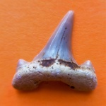 Cretalamna appendiculata