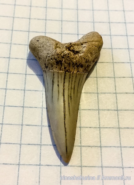мел, сеноман, зубы акул, Cretoxyrhina, Cretoxyrhina denticulata, Шацк, Малый Пролом, shark teeth