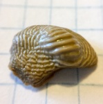 «Улыбчивый» Ptychodus mammillaris