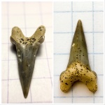 Paranomotodon?