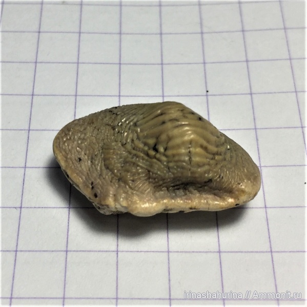 мел, сеноман, Ptychodus, Ptychodus mammillaris, Шацк, Малый Пролом, shark teeth, sharks