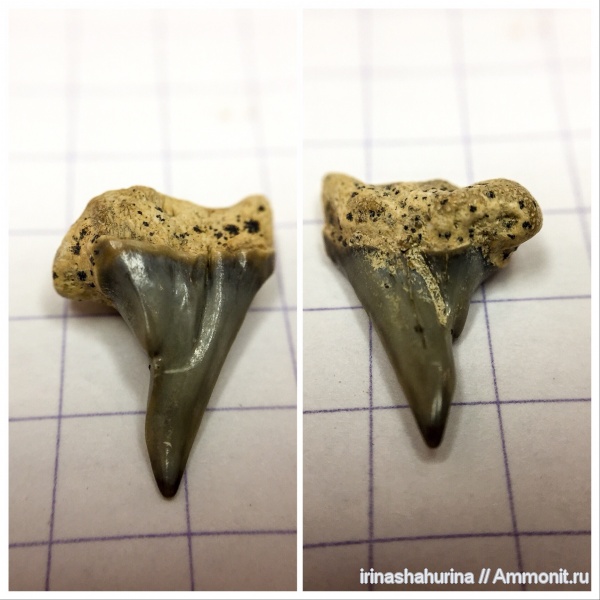 мел, мезозой, сеноман, зубы акул, патологии, Шацк, Малый Пролом, shark teeth, sharks