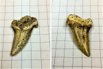 Cardabiodon