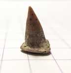 Enchodus?